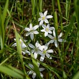 wild-flowers-white-lily-grass-31347225